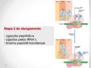 Etapa 2 do alongamento

- Ligação pepitídica
- Ligados pelos tRNA’s
- Enzima peptidil transferase




                                52
 
