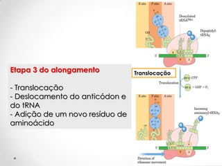 Etapa 3 do alongamento           Translocação

- Translocação
- Deslocamento do anticódon e
do tRNA
- Adição de um novo resíduo de
aminoácido



                                                53
 