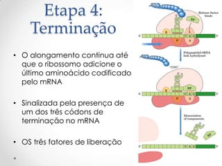 Etapa 4:
    Terminação
• O alongamento continua até
  que o ribossomo adicione o
  último aminoácido codificado
  pelo mRNA

• Sinalizada pela presença de
  um dos três códons de
  terminação no mRNA

• OS três fatores de liberação

                                 54
 