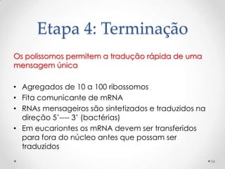 Etapa 4: Terminação
Os polissomos permitem a tradução rápida de uma
mensagem única

• Agregados de 10 a 100 ribossomos
• Fita comunicante de mRNA
• RNAs mensageiros são sintetizados e traduzidos na
  direção 5’---- 3’ (bactérias)
• Em eucariontes os mRNA devem ser transferidos
  para fora do núcleo antes que possam ser
  traduzidos
                                                      56
 