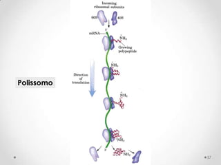 Polissomo




            57
 