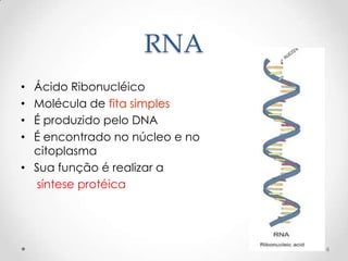 RNA
• Ácido Ribonucléico
• Molécula de fita simples
• É produzido pelo DNA
• É encontrado no núcleo e no
  citoplasma
• Sua função é realizar a
   síntese protéica




                                6
 