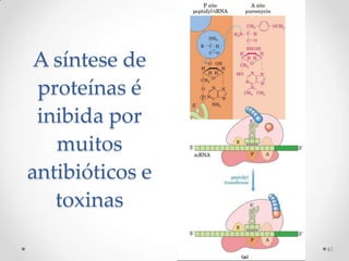 A síntese de
 proteínas é
 inibida por
   muitos
antibióticos e
   toxinas

                 61
 