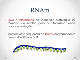 RNAm
• Leva a informação da sequência proteica a ser
  formada do núcleo para o citoplasma, onde
  ocorre a tradução.

• Contém uma sequência de trincas correspondente
  a uma das fitas do DNA




                                               8
 