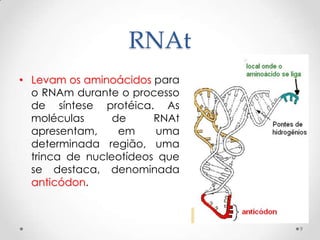 RNAt
• Levam os aminoácidos para
  o RNAm durante o processo
  de síntese protéica. As
  moléculas      de     RNAt
  apresentam,     em    uma
  determinada região, uma
  trinca de nucleotídeos que
  se destaca, denominada
  anticódon.



                               9
 