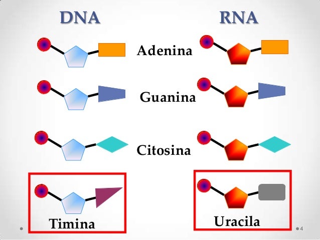 bioquimica sintese de proteinas