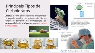 Quitina: é um polissacarídeo encontrado
na parede celular das células de alguns
fungos e também na composição do
exoesqueleto de artrópodes, como insetos
e crustáceos.
Principais Tipos de
Carboidratos
 