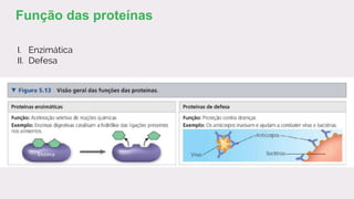 I. Enzimática
II. Defesa
Função das proteínas
 