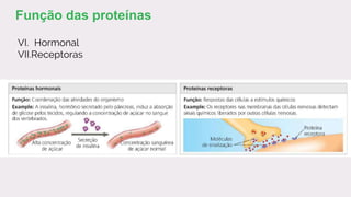VI. Hormonal
VII.Receptoras
Função das proteínas
 