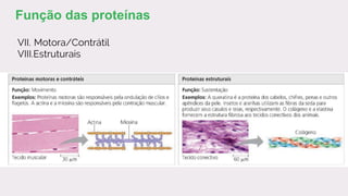 VII. Motora/Contrátil
VIII.Estruturais
Função das proteínas
 