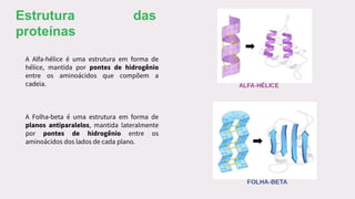 Estrutura das
proteínas
A Alfa-hélice é uma estrutura em forma de
hélice, mantida por pontes de hidrogênio
entre os aminoácidos que compõem a
cadeia.
A Folha-beta é uma estrutura em forma de
planos antiparalelos, mantida lateralmente
por pontes de hidrogênio entre os
aminoácidos dos lados de cada plano.
 