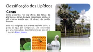 Classificação dos Lipídeos
Ceras
Estão presentes nas superfícies das folhas de
plantas, nas penas das aves, nas ceras de abelhas e
até mesmo aquela que há dentro do ouvido
humano.
Esse tipo de lipídeo é altamente insolúvel e evita a
perda de água por transpiração. São constituídas
por uma molécula de álcool (diferente do glicerol) e
1 ou mais ácidos graxos.
 