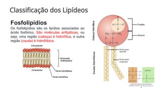 Classificação dos Lipídeos
Fosfolipídios
Os fosfolipídios são os lipídios associados ao
ácido fosfórico. São moléculas anfipáticas, ou
seja, uma região (cabeça) é hidrofílica, e outra
região (cauda) é hidrofóbica.
 