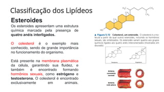 Classificação dos Lipídeos
Esteroides
Os esteroides apresentam uma estrutura
química marcada pela presença de
quatro anéis interligados.
O colesterol é o exemplo mais
conhecido, sendo de grande importância
no funcionamento do organismo.
Está presente na membrana plasmática
da célula, garantindo sua fluidez, e
também é encontrado formando
hormônios sexuais, como estrógeno e
testosterona. O colesterol é encontrado
exclusivamente em animais.
 