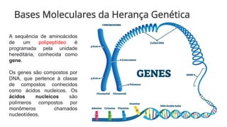 Bases Moleculares da Herança Genética
A sequência de aminoácidos
de um polipeptídeo é
programada pela unidade
hereditária, conhecida como
gene.
Os genes são compostos por
DNA, que pertence à classe
de compostos conhecidos
como ácidos nucleicos. Os
ácidos nucleicos são
polímeros compostos por
monômeros chamados
nucleotídeos.
 