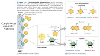 Componentes
dos Ácidos
Nucleicos
 