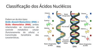 Classificação dos Ácidos Nucléicos
Podem ser de dois tipos:
Ácido desoxirribonucleico (DNA) e
Ácido ribonucleico (RNA), ambos
relacionados ao mecanismo de
controle metabólico celular
(funcionamento da célula) e
transmissão hereditária das
características.
 