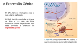 A Expressão Gênica
O DNA fornece instruções para a
sua própria replicação.
O DNA também controla a síntese
de RNA e, por meio do RNA,
controla a síntese de proteínas; todo
esse processo é chamado de
expressão gênica
 