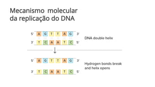 Mecanismo molecular
da replicação do DNA
 