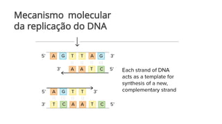 Mecanismo molecular
da replicação do DNA
 