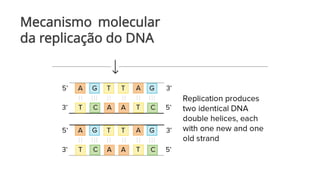 Mecanismo molecular
da replicação do DNA
 