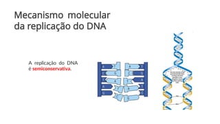 Mecanismo molecular
da replicação do DNA
A replicação do DNA
é semiconservativa.
 