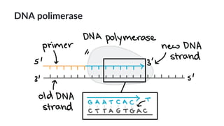 DNA polimerase
 