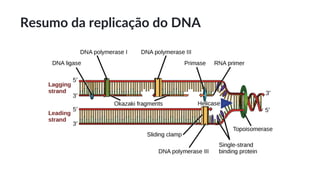 Resumo da replicação do DNA
 