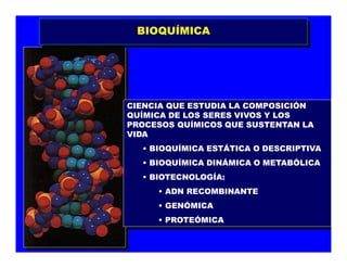 BIOQUÍMICABIOQUÍMICA
CIENCIA QUE ESTUDIA LA COMPOSICIÓN
QUÍMICA DE LOS SERES VIVOS Y LOS
PROCESOS QUÍMICOS QUE SUSTENTAN LA
VIDA
• BIOQUÍMICA ESTÁTICA O DESCRIPTIVA
• BIOQUÍMICA DINÁMICA O METABÓLICA
• BIOTECNOLOGÍA:
• ADN RECOMBINANTE
• GENÓMICA
• PROTEÓMICA
CIENCIA QUE ESTUDIA LA COMPOSICIÓN
QUÍMICA DE LOS SERES VIVOS Y LOS
PROCESOS QUÍMICOS QUE SUSTENTAN LA
VIDA
• BIOQUÍMICA ESTÁTICA O DESCRIPTIVA
• BIOQUÍMICA DINÁMICA O METABÓLICA
• BIOTECNOLOGÍA:
• ADN RECOMBINANTE
• GENÓMICA
• PROTEÓMICA
 
