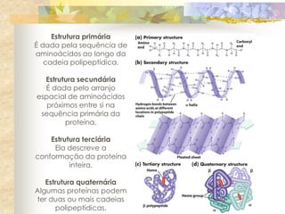 Estrutura primária
É dada pela sequência de
aminoácidos ao longo da
   cadeia polipeptídica.

  Estrutura secundária
  É dada pelo arranjo
espacial de aminoácidos
   próximos entre si na
 sequência primária da
        proteína.

    Estrutura terciária
     Ela descreve a
conformação da proteína
          inteira.

   Estrutura quaternária
Algumas proteínas podem
ter duas ou mais cadeias
      polipeptídicas.
 
