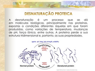 A    desnaturação      é     um    processo     que    se   dá
em moléculas biológicas, principalmente nas proteínas,
expostas a condições diferentes àquelas em que foram
produzidas, como variações de temperatura, mudanças
de pH, força iônica, entre outras. A proteína perde a sua
estrutura tridimensional e, portanto, as suas propriedades.
 