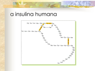 a insulina humana
 