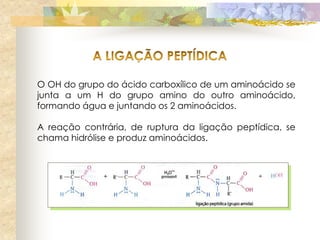 O OH do grupo do ácido carboxílico de um aminoácido se
junta a um H do grupo amino do outro aminoácido,
formando água e juntando os 2 aminoácidos.

A reação contrária, de ruptura da ligação peptídica, se
chama hidrólise e produz aminoácidos.
 