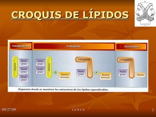 CROQUIS DE LÍPIDOS 