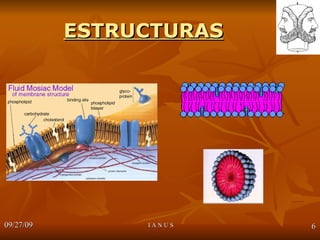 ESTRUCTURAS 