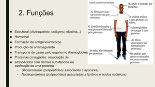 2. Funções
■ Estrutural (citoesqueleto, colágeno, elastina...)
■ Hormonal
■ Formação de antígeno/anticorpo
■ Produção de anticoagulante
■ Transporte de gases pelo organismo (hemoglobina)
■ Proteínas conjugadas: associação de
■ aminoácidos com demais substâncias na
confecção de uma proteína
– Glicoproteínas (polipeptídeos associadas a açúcares)
– Nucleoproteínas (polipeptídeos associadas a lipídeos e ácidos nucléicos)
 