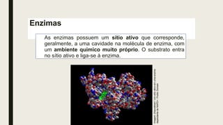 Enzimas
As enzimas possuem um sítio ativo que corresponde,
geralmente, a uma cavidade na molécula de enzima, com
um ambiente químico muito próprio. O substrato entra
no sítio ativo e liga-se à enzima.
Imagem:
[Haynathart
/
Um
sítio
ativo
em
uma
enzima
dependente
de
NAPD+
/
Public
Domain
 
