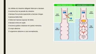 As células do intestino delgado fabricam a lactase.
A enzima fica na parede do intestino
A lactase fica pronta esperando a lactose chegar.
A pessoa bebe leite
O leite tem lactose (açúcar do leite).
A lactase entra em ação
A enzima quebra a lactose em partes menores.
O corpo absorve
O organismo absorve e usa normalmente.
 