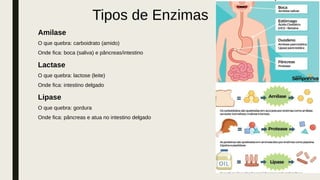 Amilase
O que quebra: carboidrato (amido)
Onde fica: boca (saliva) e pâncreas/intestino
Lactase
O que quebra: lactose (leite)
Onde fica: intestino delgado
Lipase
O que quebra: gordura
Onde fica: pâncreas e atua no intestino delgado
Tipos de Enzimas
 