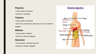 Pepsina
O que quebra: proteínas
Onde fica: estômago
Tripsina
O que quebra: proteínas
Onde fica: produzida no pâncreas e atua no intestino
delgado
Maltase
O que quebra: maltose
Onde fica: intestino delgado
Sacarase
O que quebra: sacarose (açúcar)
Onde fica: intestino delgado
 