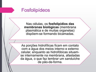 Fosfolipídeos
Nas células, os fosfolipídios das
membranas biológicas (membrana
plasmática e de muitas organelas)
dispõem-se formando bicamadas.
As porções hidrofílicas ficam em contato
com a água dos meios interno e externo
celular, enquanto as hidrofóbicas situam-
se internamente na membrana, afastadas
da água, o que faz lembrar um sanduíche
de pão-de-forma.
 