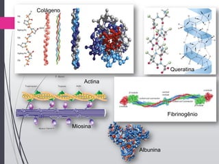 Colágeno
Queratina
Fibrinogênio
Actina
Miosina
Albunina
 