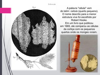 A palavra "célula" vem
do latim: cellula (quarto pequeno).
O nome descrito para a menor
estrutura viva foi escolhido por
Robert Hooke.
Em um livro que publicou
em 1665, ele comparou as células
da cortiça com os pequenos
quartos onde os monges viviam.
 