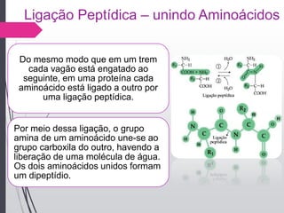 Ligação Peptídica – unindo Aminoácidos
Do mesmo modo que em um trem
cada vagão está engatado ao
seguinte, em uma proteína cada
aminoácido está ligado a outro por
uma ligação peptídica.
Por meio dessa ligação, o grupo
amina de um aminoácido une-se ao
grupo carboxila do outro, havendo a
liberação de uma molécula de água.
Os dois aminoácidos unidos formam
um dipeptídio.
 