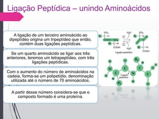 Ligação Peptídica – unindo Aminoácidos
A ligação de um terceiro aminoácido ao
dipeptídeo origina um tripeptídeo que então,
contém duas ligações peptídicas.
Se um quarto aminoácido se ligar aos três
anteriores, teremos um tetrapeptídeo, com três
ligações peptídicas.
Com o aumento do número de aminoácidos na
cadeia, forma-se um polipetídio, denominação
utilizada até o número de 70 aminoácidos.
A partir desse número considera-se que o
composto formado é uma proteína.
 