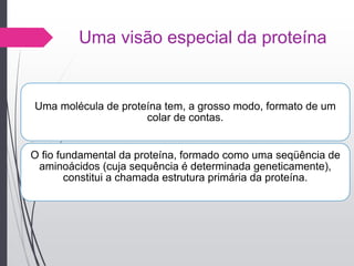 Uma visão especial da proteína
Uma molécula de proteína tem, a grosso modo, formato de um
colar de contas.
O fio fundamental da proteína, formado como uma seqüência de
aminoácidos (cuja sequência é determinada geneticamente),
constitui a chamada estrutura primária da proteína.
 