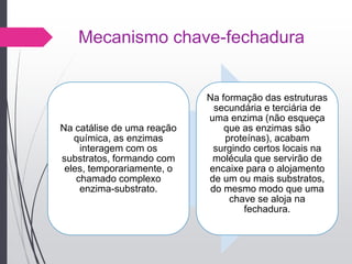 Mecanismo chave-fechadura
Na catálise de uma reação
química, as enzimas
interagem com os
substratos, formando com
eles, temporariamente, o
chamado complexo
enzima-substrato.
Na formação das estruturas
secundária e terciária de
uma enzima (não esqueça
que as enzimas são
proteínas), acabam
surgindo certos locais na
molécula que servirão de
encaixe para o alojamento
de um ou mais substratos,
do mesmo modo que uma
chave se aloja na
fechadura.
 