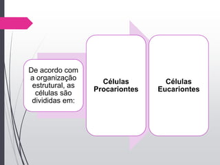 De acordo com
a organização
estrutural, as
células são
divididas em:
Células
Procariontes
Células
Eucariontes
 