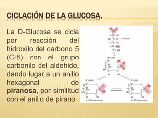 CICLACIÓN DE LA GLUCOSA.
La D-Glucosa se cicla
por reacción del
hidroxilo del carbono 5
(C-5) con el grupo
carbonilo del aldehido,
dando lugar a un anillo
hexagonal de
piranosa, por similitud
con el anillo de pirano
 