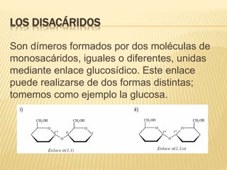 LOS DISACÁRIDOS
Son dímeros formados por dos moléculas de
monosacáridos, iguales o diferentes, unidas
mediante enlace glucosídico. Este enlace
puede realizarse de dos formas distintas;
tomemos como ejemplo la glucosa.
 